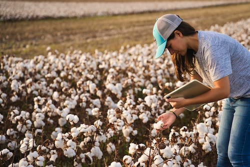 Seeding More Sustainable Agriculture Practices With the US Cotton Trust Protocol